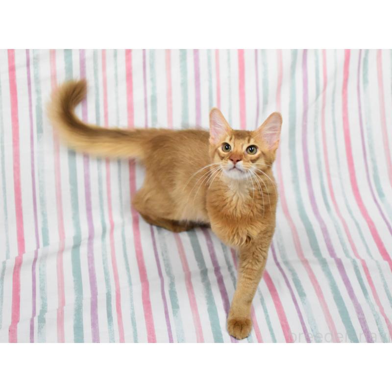 販売中の大阪府のソマリ-118258の5枚目